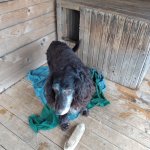 phoca_thumb_m_krteci a zvtka 9 Fotogalerie